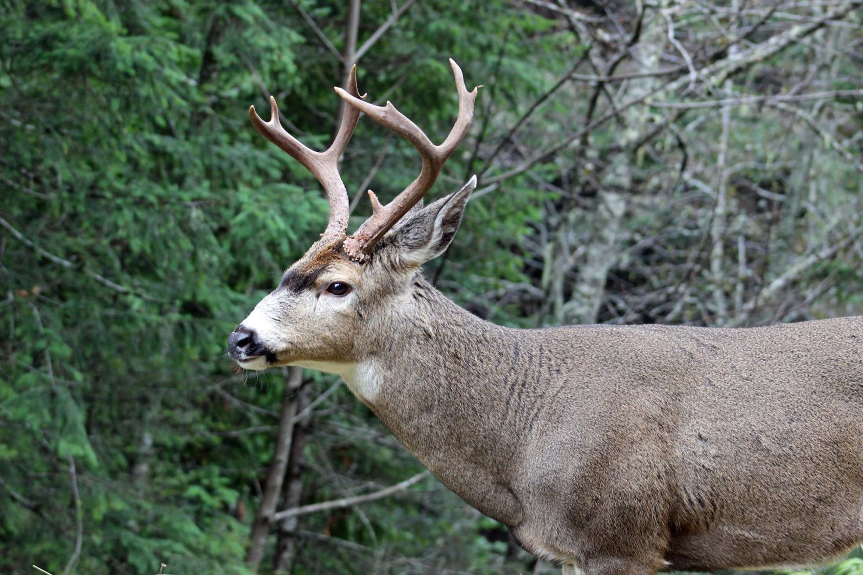 Buck in Washington